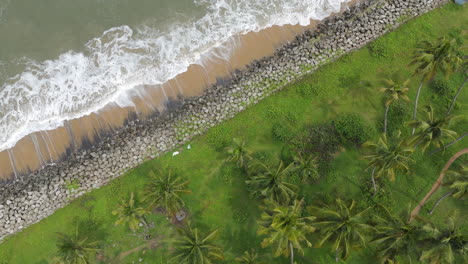 Tropischer-Weißer-Sandstrand-In-Kerala-Mit-Kokospalmen