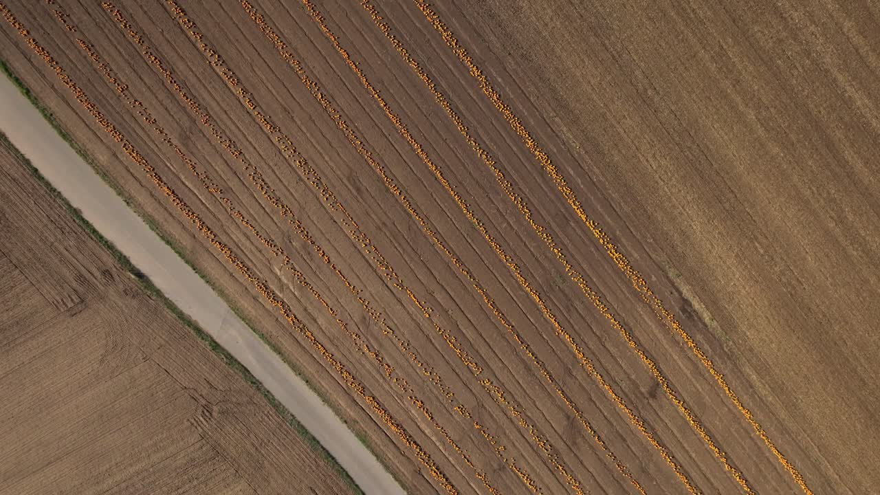 calabazas sobre campos en tierras agrícolas listas para la cosecha