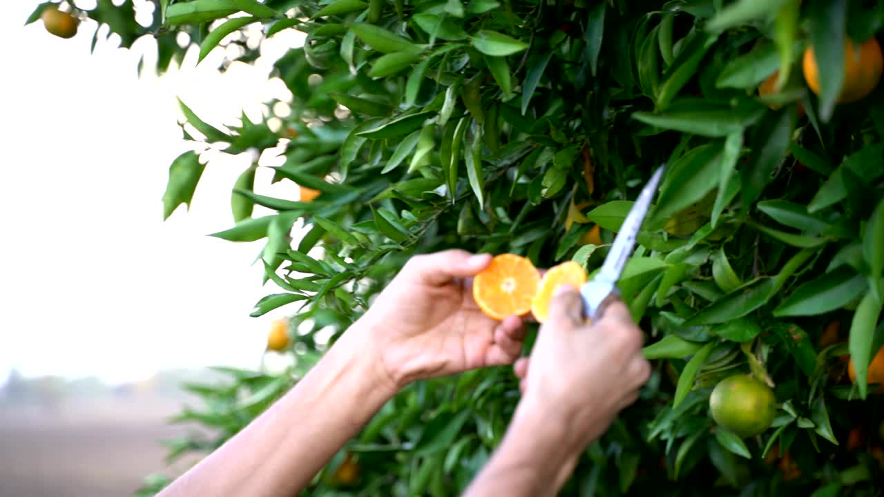 Farmer picking mandarin fruits and guy squeezing a fresh and juicy mandarin from Mandarin trees agricultural orchard and in the Mediterranean