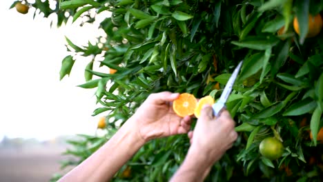 Farmer picking mandarin fruits and guy squeezing a fresh and juicy mandarin from Mandarin trees agricultural orchard and in the Mediterranean