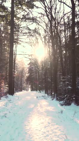 snowy forest path at sunrise/sunset