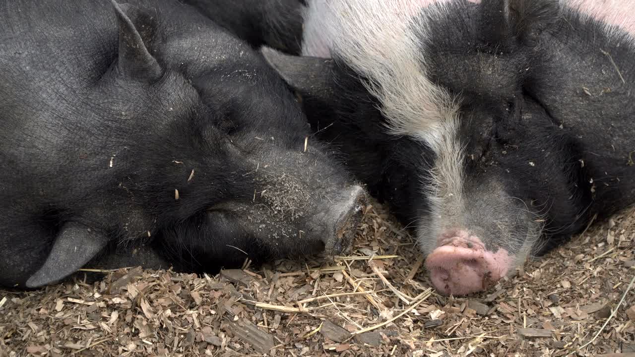 돼지는 잠을 자고 있다.