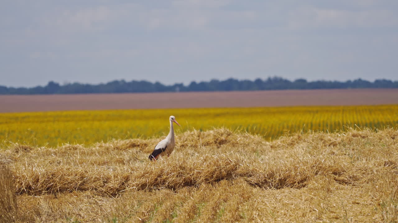 Stork walking alone on the field. Beautiful white and black bird looking for food after harvesting in a bright sunny day among nature.
