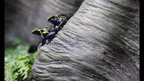 two frogs climbing a textured rock surface