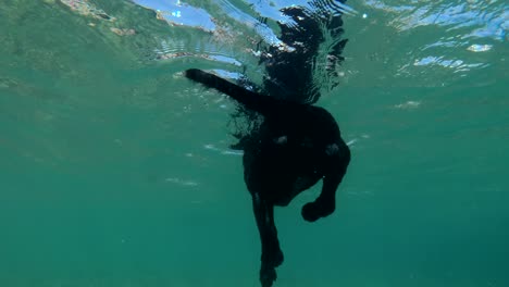 black dog swim on surface of water. underwater shot, 4k-60fps. red sea, dahab, egypt