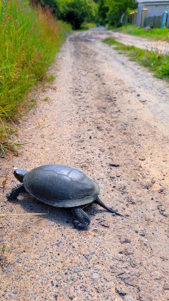 Pond turtle crawling on a rural dirt road. Back view of a wild dark reptile with long tail moving on sandy path, green grass side, daytime.