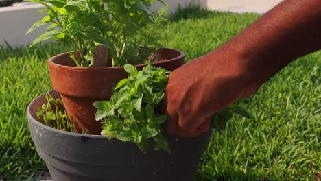 pruning fresh mint out of the pot