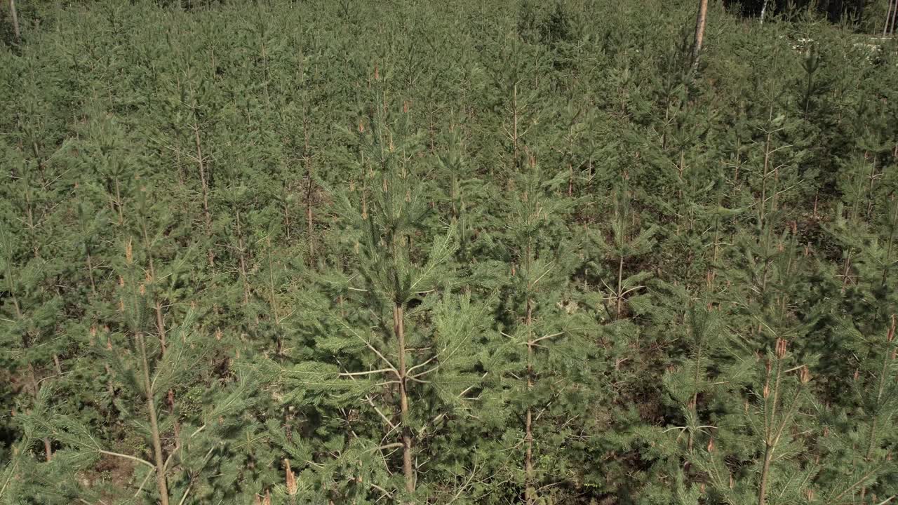 Una vista aerea mozzafiato di fitte foreste di pini in Lettonia, catturata da un drone.
