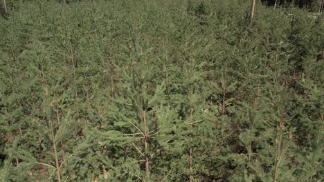 una impresionante vista aérea de los densos bosques de pinos en letonia capturada por un avión no tripulado