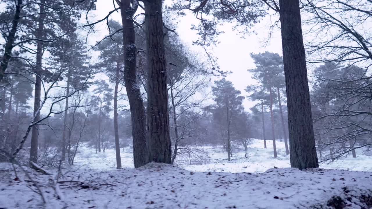 눈 인 숲의 장면