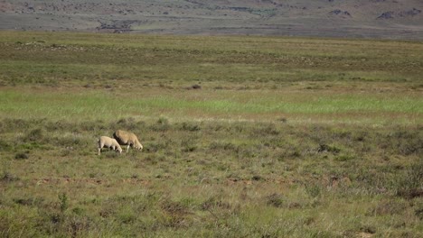 Cría-De-Ovejas-En-El-Karoo