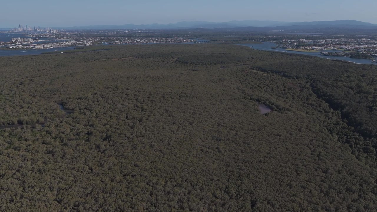 Volo sopra una fitta foresta di mangrovie a Coomera Island nella Gold Coast, Queensland, Australia. Ripresa aerea.