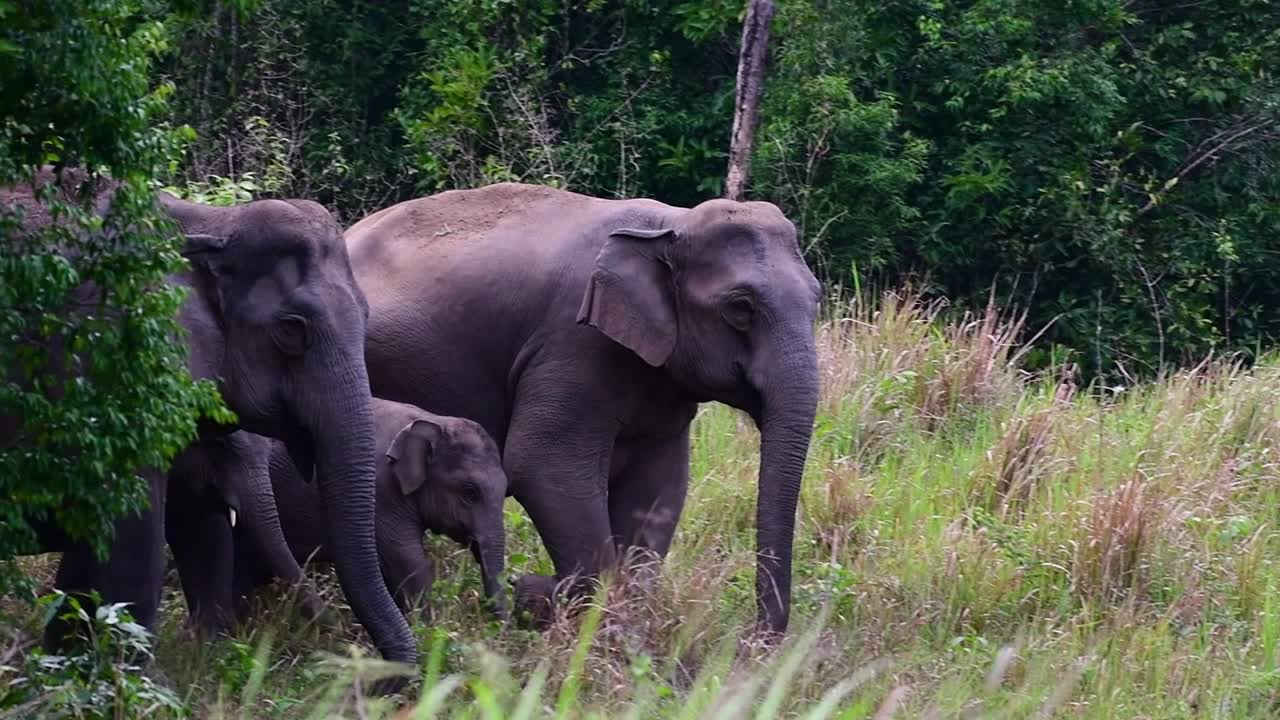los elefantes asiáticos son especies en peligro de extinción y también son residentes de tailandia