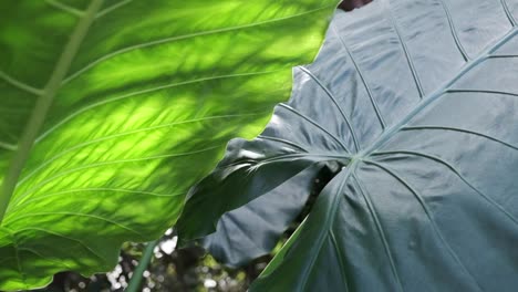 Planta-Tropical-Gigante-Con-Hojas-Enormes-Se-Balancea-En-El-Viento