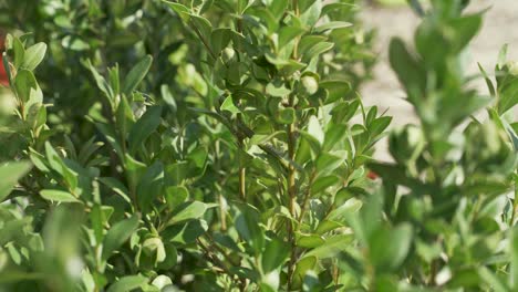 Cydalima-perspectalis,-box-tree-moth,-eating-leaves-on-box-tree