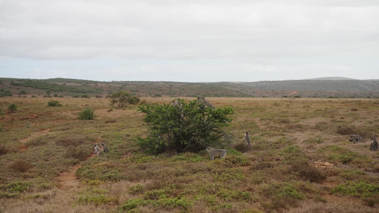 Un gruppo curioso di scimmie vervet nel bush africano, alcune che si muovono attraverso la prateria e altre sedute sui rami di un piccolo albero