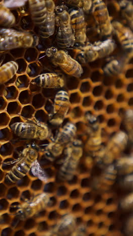 bee colony crawling over the honeycomb. working bees turning nectar into fresh honey. close up. vertical video