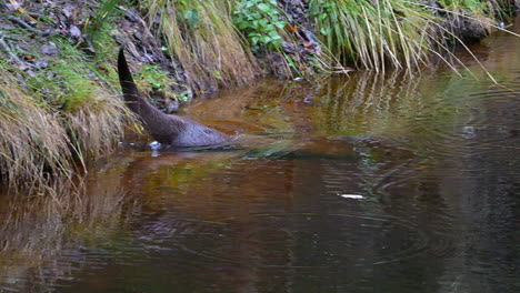 eurasian otter (lutra lutra) walking down riverbank and slides in water, slowmotion