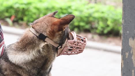 dog holds basket, looks around attentively