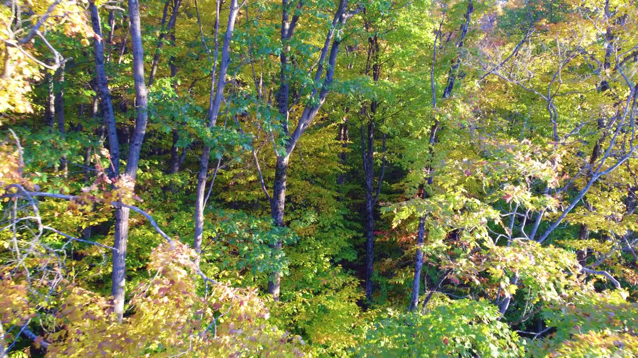 revealing the dense green canopy leaves of a woodland before the autumn season