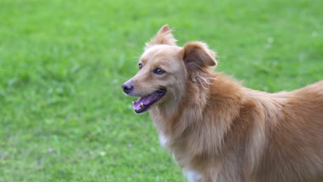 handheld profile of a mixed breed dog looking to the left, close up