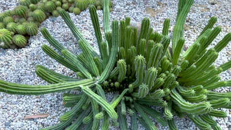 cacti arrangement in a bangkok greenhouse setting