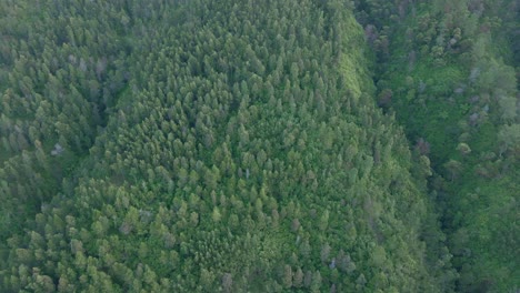 aerial view of lush foliage rainforest in indonesia