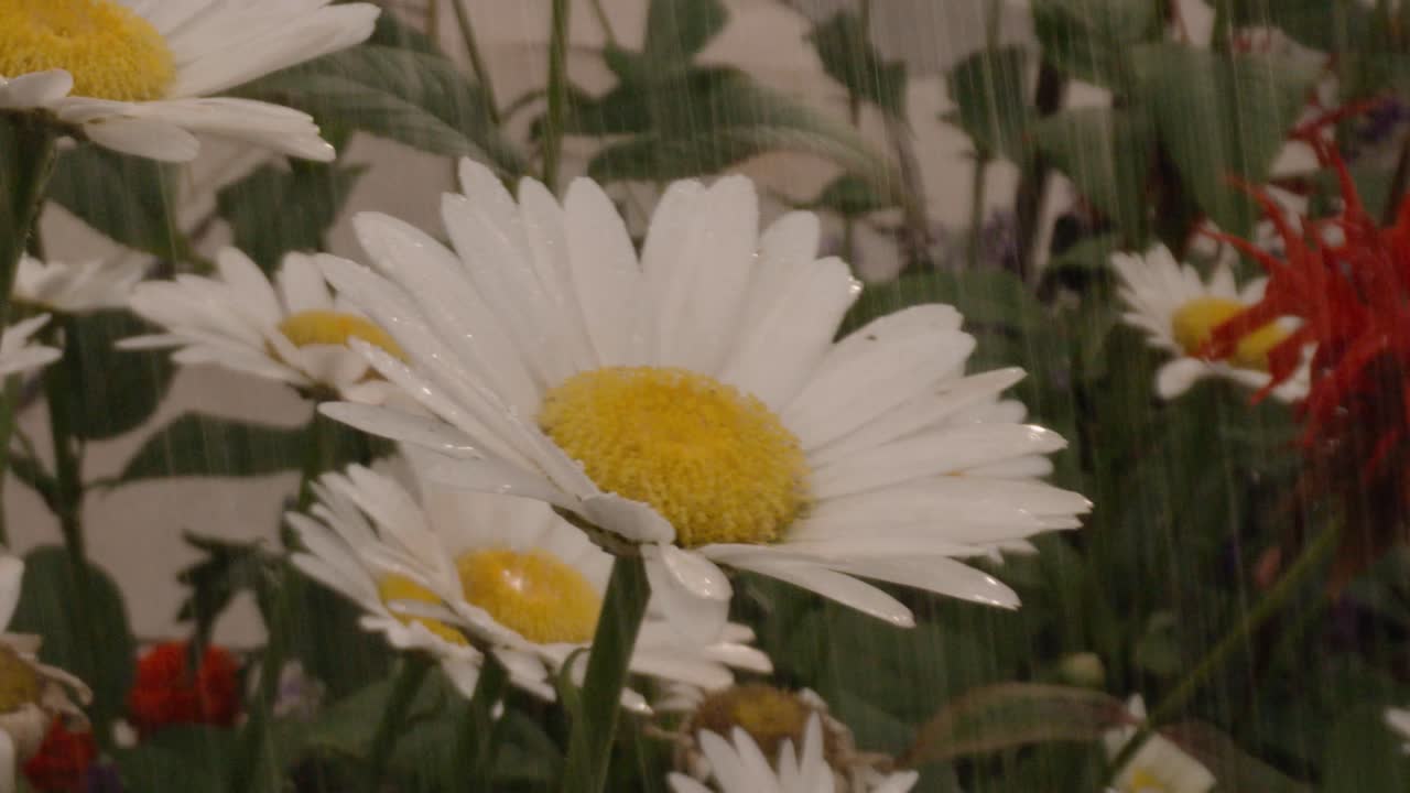 흰색 데이지에 빗물 방울