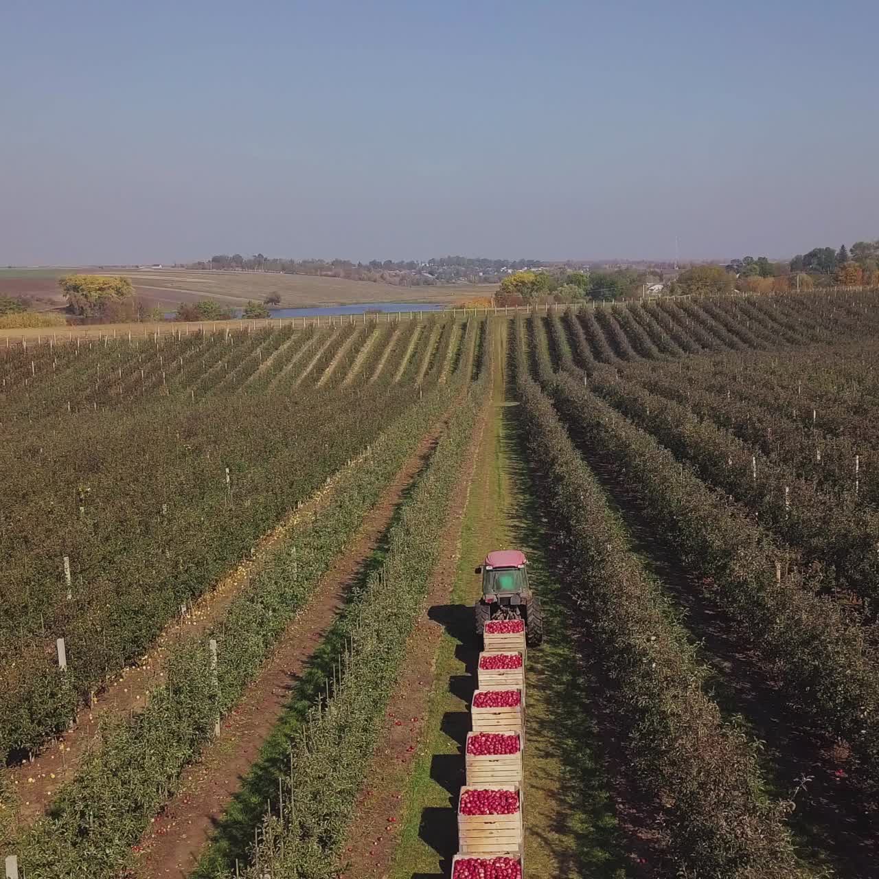 Apple harvest. Driver of tractor is transporting trailers with apples. Wooden crates full of ripe apples. Aerial view.