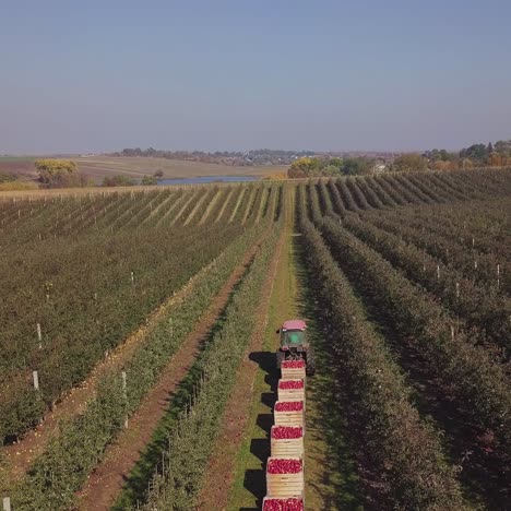 apple harvest. driver of tractor is transporting trailers with apples. wooden crates full of ripe apples. aerial view.