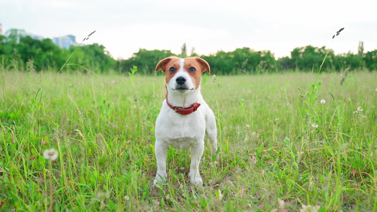 Ein glücklicher Jack Russell Terrier Hund steht lächelnd auf einem grünen Feld