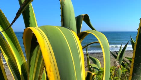 green and yellow cactus agave plant at the beach with blue sky in marbella estepona, spain, 4k static shot