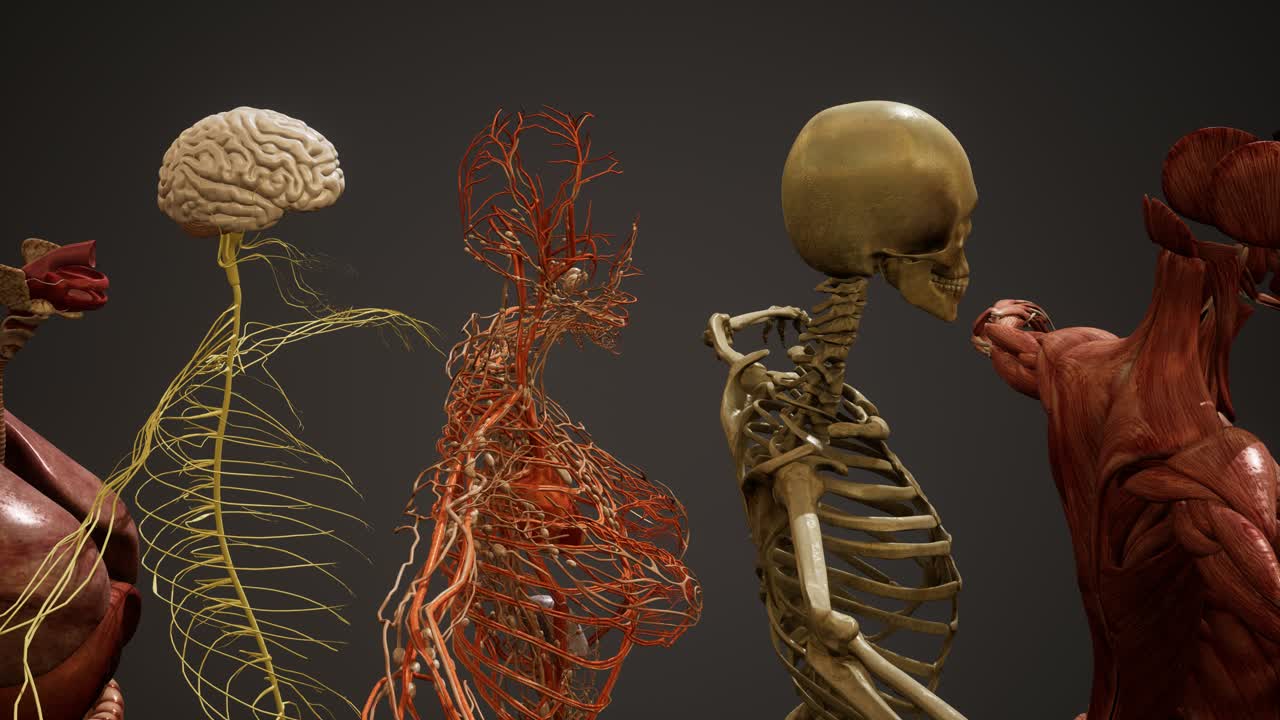 ilustración animada de la anatomía humana en 3d