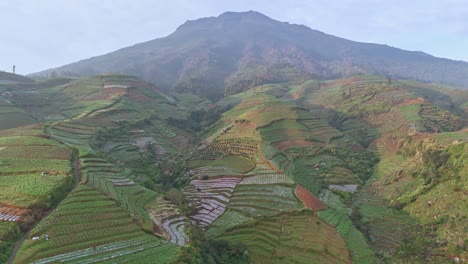 vista aérea de una plantación de tabaco en la ladera del monte