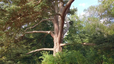 Riesige,-Hohe-Atlaszeder,-Die-Seit-Vielen-Jahren-Auf-Dem-Gelände-Einiger-Gemeindebüros-In-Oakham,-England,-Wächst