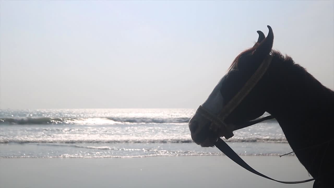 belo cavalo de pé em frente ao oceano - close up
