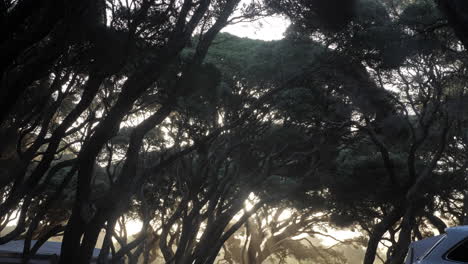 Sunbeams-Through-Australian-Moonah-Trees-At-Camping-Grounds