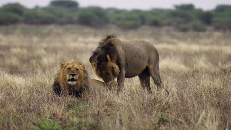 Un-León-De-Pie-Lamiendo-Al-Otro-León-Sentado-En-Los-Pastizales-Del-Parque-Nacional-Del-Kalahari-Central,-Botswana