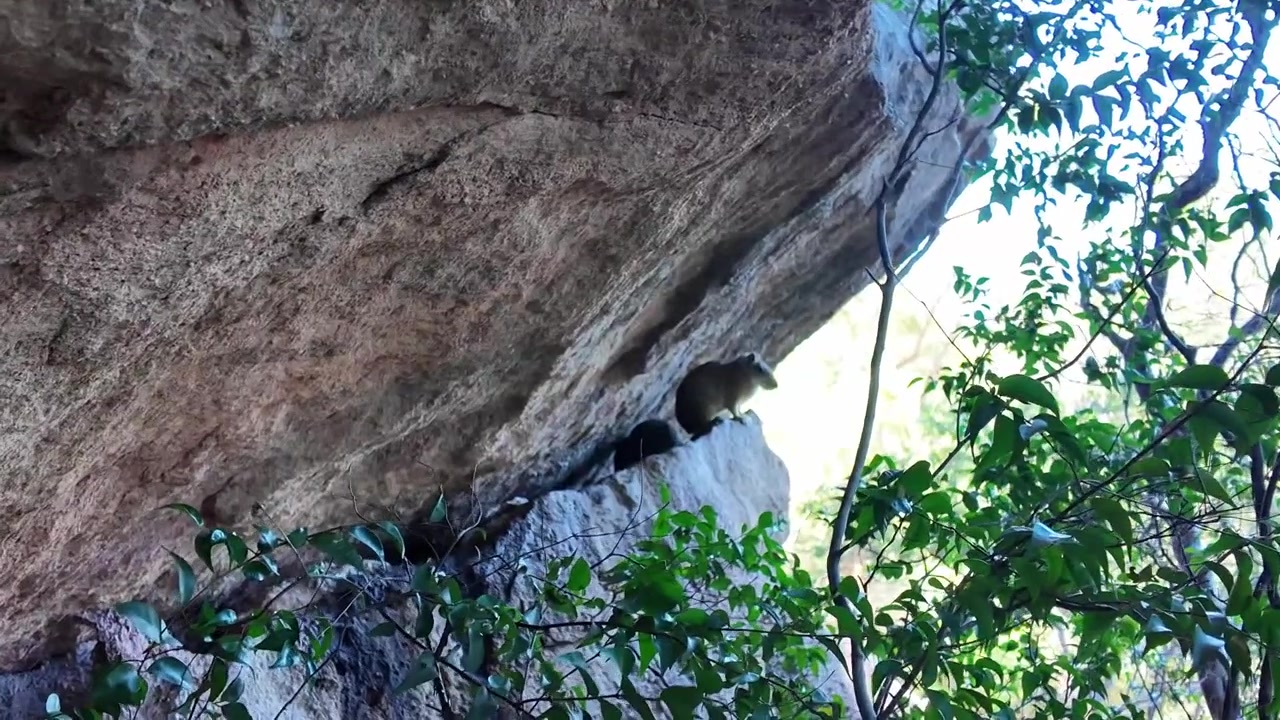 A wild rock cavy rests in a narrow gap beneath a sandstone overhang above green forest vegetation in Serra da Capivara National Park Brazil
