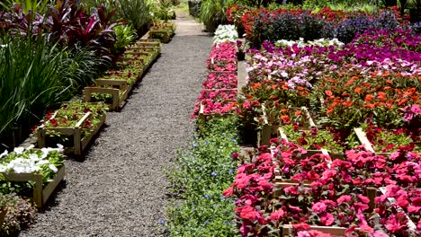 hermosas flores de colores y follaje de jardín en un día soleado