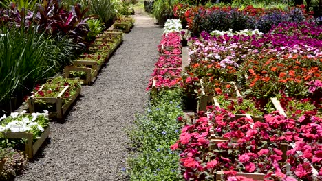 beautiful colorful flowers and garden foliage on a sunny day