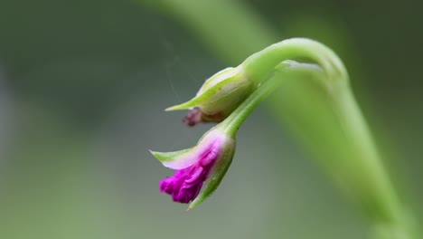 epilobium hirsutum