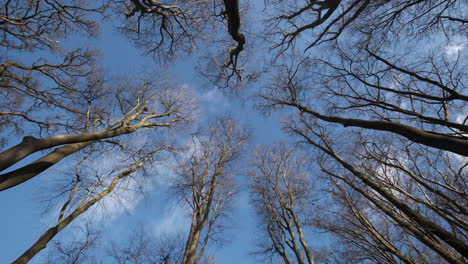 bare leafless trees in an english woodland reach up to the blue winter sky as white clouds pass by overhead