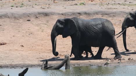 wide shot of a herd of african elephants with cute calves walking at the edge of a waterhole and passing through the frame, kruger national park