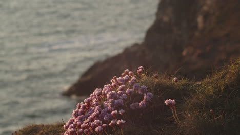 Hermosas-Flores-Rosadas-Del-Mar-De-Cornualles-Al-Atardecer-Junto-A-Las-Olas--cerrar