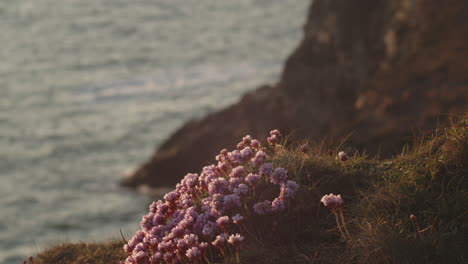 beautiful pink cornish sea thrift flowers at sundown by the waves -close up