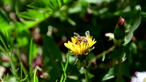 Aufnahmen-Von-Bienen,-Die-Pollen-Von-Gelben-Blüten-Sammeln