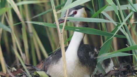 great crested grebe water bird hiding behind pond reeds, static, day