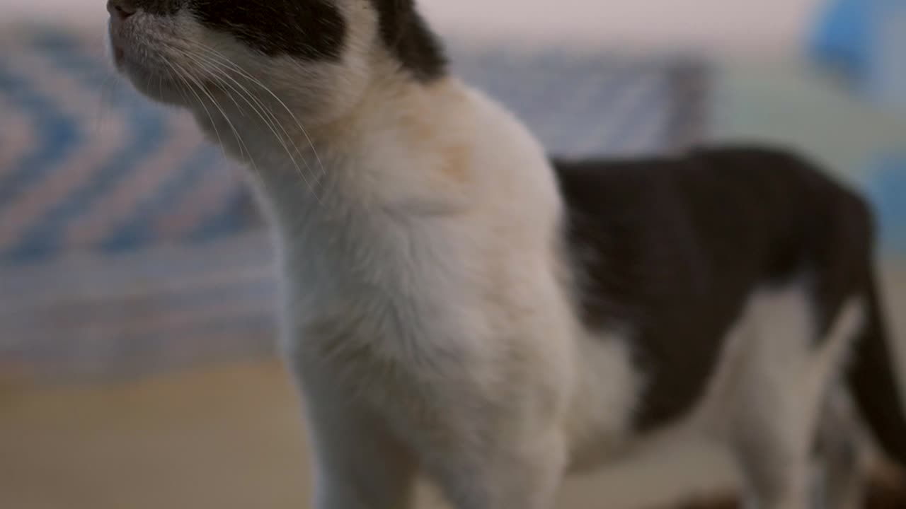Ritratto di gatto bianco e nero