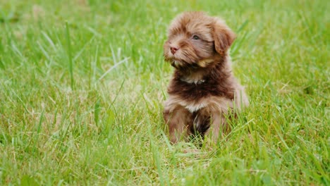 un piccolo cucciolo di razza havanese è seduto nell'erba, guardando verso la telecamera